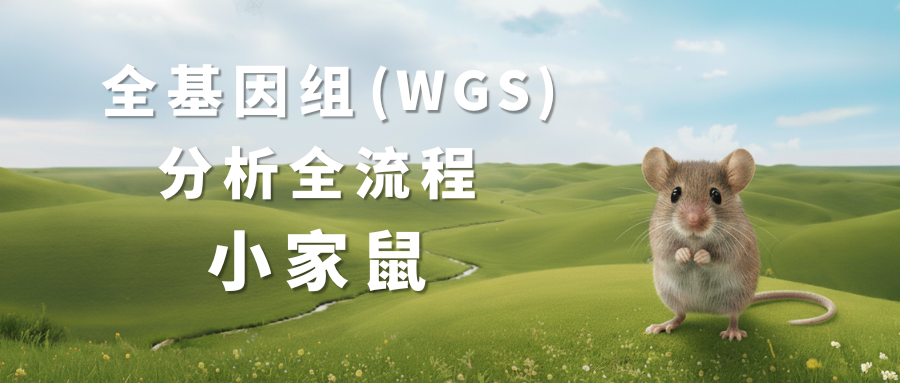 小鼠全基因WGS分析流程封面